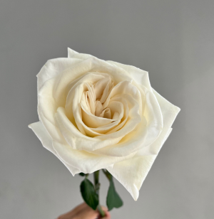 Ở Thủ Đức Mua Hoa Tươi Ở Đâu Chất Lượng |  Shop Hoa Tươi Thủ Đức - shophoathuduc.com