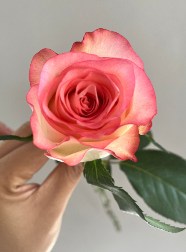 Hoa Lẻ - 01-519